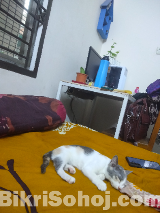 Computer Table কম্পিউটার টেবিল